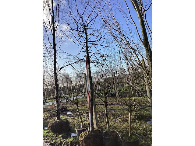 Haagbeuk - leiboom - afbeelding 2 van  2