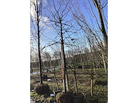 Haagbeuk - leiboom - afbeelding 2 van  2