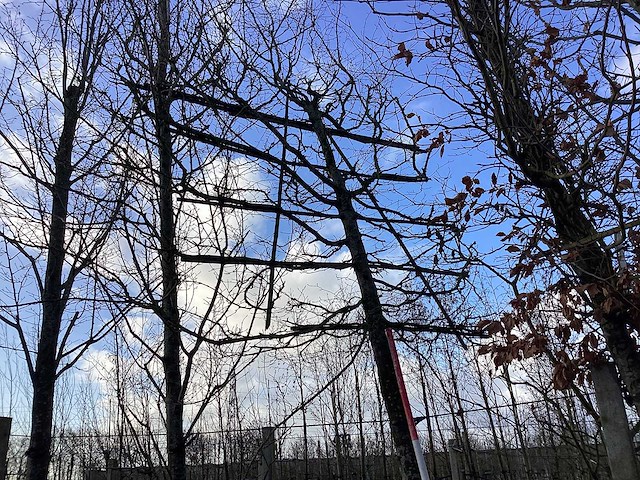 Haagbeuk - leiboom - afbeelding 1 van  2