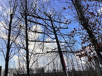 Haagbeuk - leiboom - afbeelding 1 van  2