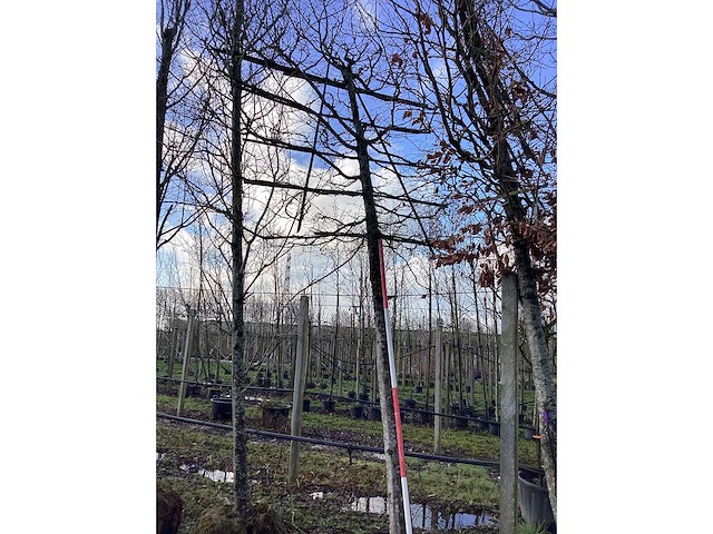 Haagbeuk - leiboom - afbeelding 2 van  2