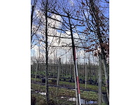 Haagbeuk - leiboom - afbeelding 2 van  2