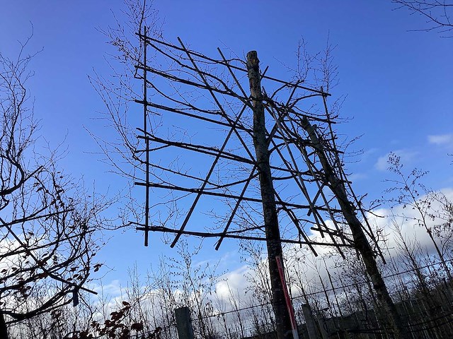 Haagbeuk - leiboom - afbeelding 1 van  2