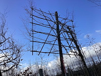 Haagbeuk - leiboom - afbeelding 1 van  2