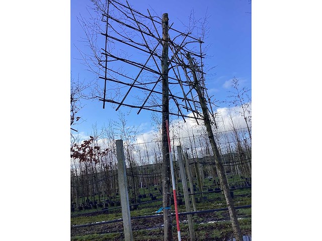 Haagbeuk - leiboom - afbeelding 2 van  2