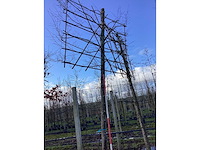 Haagbeuk - leiboom - afbeelding 2 van  2