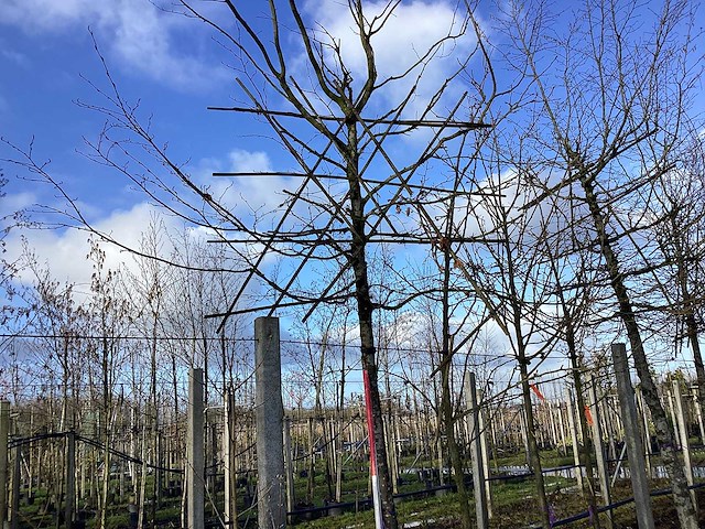 Haagbeuk - leiboom - afbeelding 1 van  2