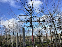 Haagbeuk - leiboom - afbeelding 1 van  2