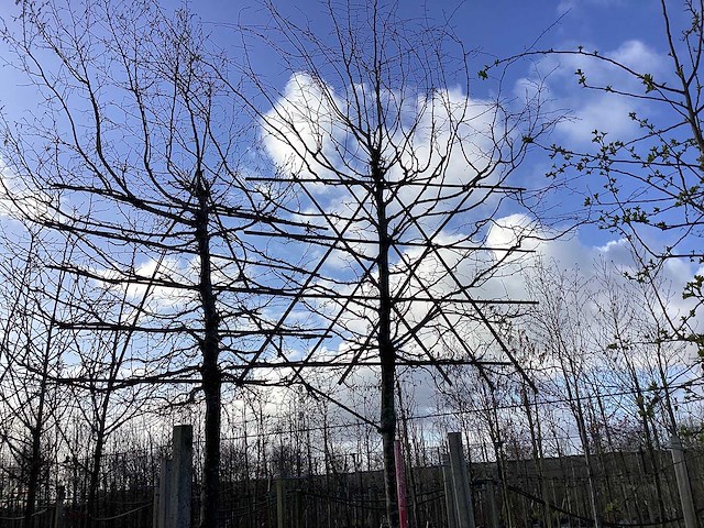 Haagbeuk - leiboom - afbeelding 1 van  2