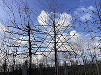 Haagbeuk - leiboom - afbeelding 1 van  2