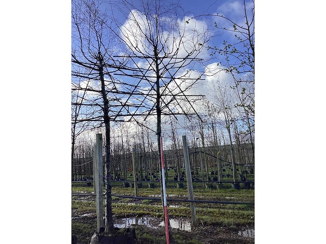 Haagbeuk - leiboom - afbeelding 2 van  2