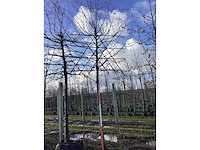 Haagbeuk - leiboom - afbeelding 2 van  2