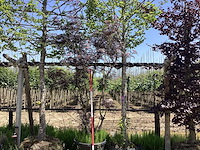 Haagbeuk - leiboom - afbeelding 1 van  2