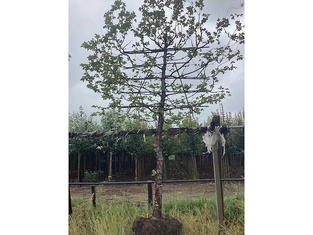 Haagbeuk - leiboom - afbeelding 2 van  2