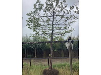 Haagbeuk - leiboom - afbeelding 2 van  2