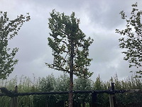 Haagbeuk - leiboom - afbeelding 1 van  2