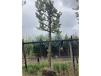 Haagbeuk - leiboom - afbeelding 2 van  2