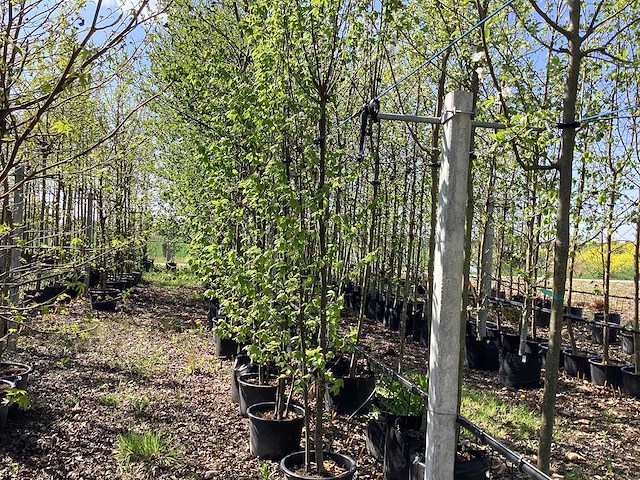 Haagbeuk - meerstammige boom - afbeelding 1 van  2