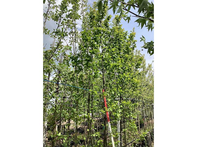 Haagbeuk - meerstammige boom - afbeelding 2 van  2