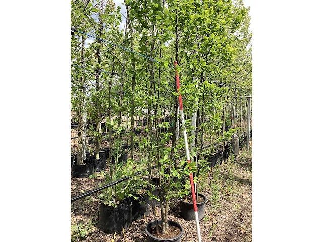 Haagbeuk - meerstammige boom - afbeelding 1 van  2
