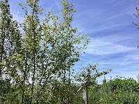 Haagbeuk - meerstammige boom - afbeelding 2 van  2