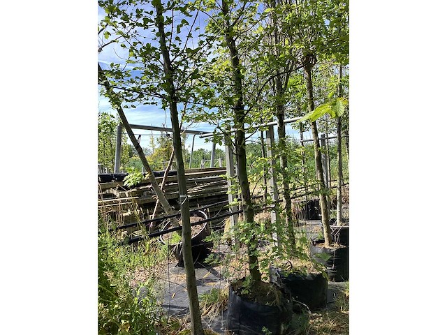 Haagbeuk - meerstammige boom - afbeelding 2 van  2