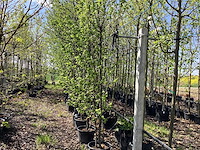 Haagbeuk - multi-stemmed trees (2x) - afbeelding 1 van  2