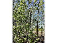 Haagbeuk - multi-stemmed trees (2x) - afbeelding 2 van  2