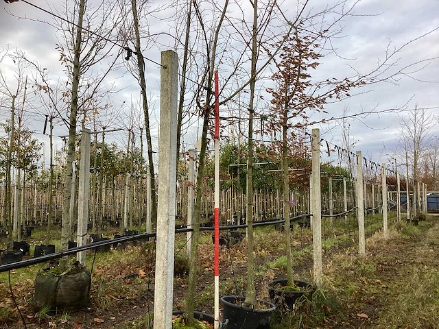 Haagbeuk - parkboom (2x) - afbeelding 1 van  3