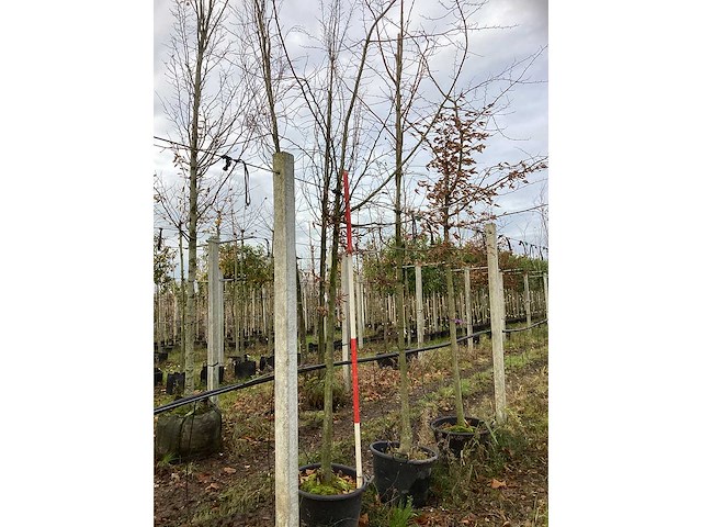 Haagbeuk - parkboom (2x) - afbeelding 2 van  3