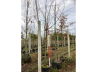 Haagbeuk - parkboom (2x) - afbeelding 2 van  3