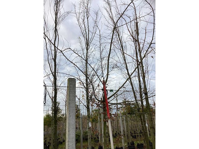 Haagbeuk - parkboom (2x) - afbeelding 3 van  3