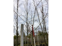 Haagbeuk - parkboom (2x) - afbeelding 3 van  3