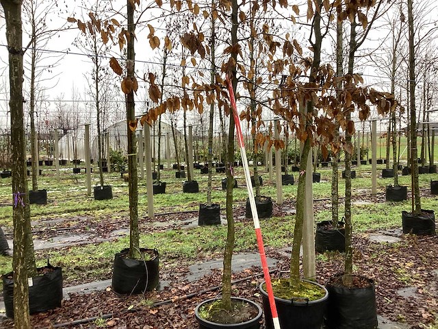 Haagbeuk - parkboom (2x) - afbeelding 1 van  3