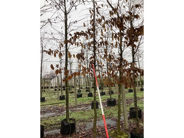 Haagbeuk - parkboom (2x) - afbeelding 2 van  3