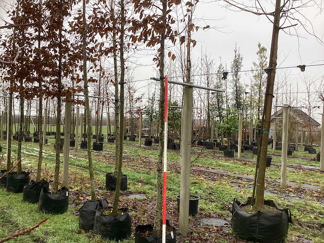 Haagbeuk - parkboom (3x) - afbeelding 1 van  3