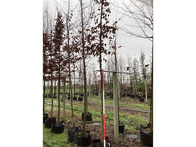 Haagbeuk - parkboom (3x) - afbeelding 2 van  3