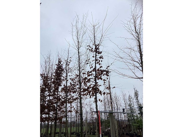 Haagbeuk - parkboom (3x) - afbeelding 3 van  3