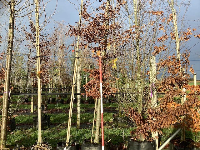 Haagbeuk - parkboom - afbeelding 1 van  3