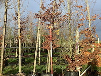 Haagbeuk - parkboom - afbeelding 1 van  3