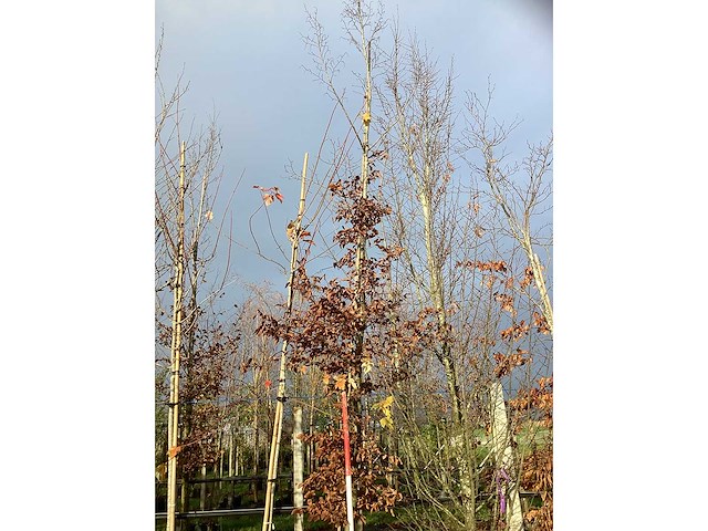 Haagbeuk - parkboom - afbeelding 2 van  3