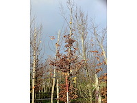Haagbeuk - parkboom - afbeelding 2 van  3