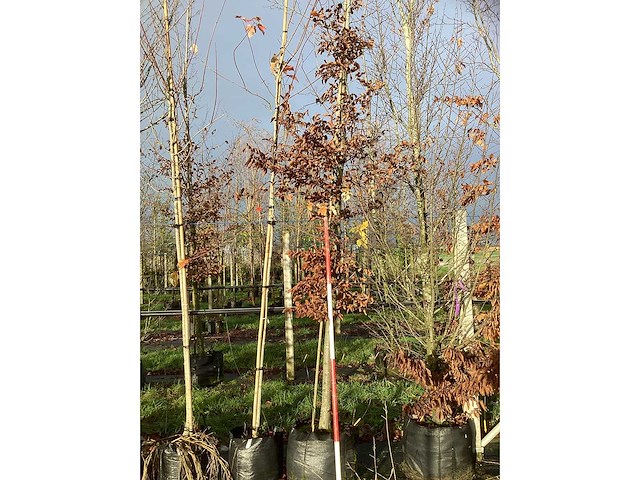 Haagbeuk - parkboom - afbeelding 3 van  3