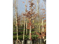 Haagbeuk - parkboom - afbeelding 3 van  3