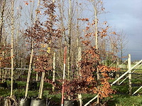 Haagbeuk - parkboom - afbeelding 1 van  3