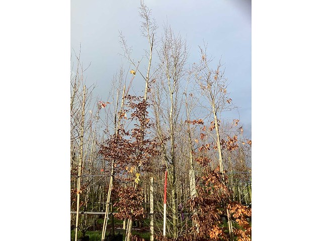 Haagbeuk - parkboom - afbeelding 2 van  3