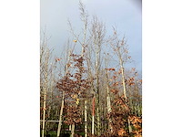 Haagbeuk - parkboom - afbeelding 2 van  3