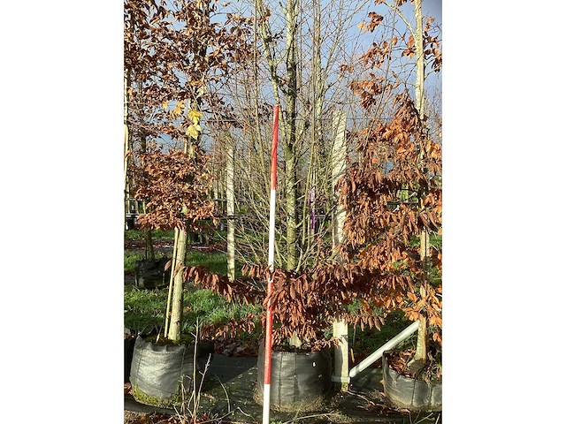 Haagbeuk - parkboom - afbeelding 3 van  3