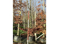Haagbeuk - parkboom - afbeelding 3 van  3