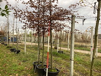 Haagbeuk - parkboom - afbeelding 1 van  3